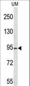 Lysine Acetyltransferase 2A antibody, LS-C165399, Lifespan Biosciences, Western Blot image 