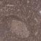 Abraxas 2, BRISC Complex Subunit antibody, HPA037591, Atlas Antibodies, Immunohistochemistry frozen image 