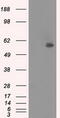 Nuclear Receptor Binding Protein 1 antibody, CF500449, Origene, Western Blot image 