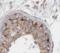 Testis Expressed 15, Meiosis And Synapsis Associated antibody, FNab08610, FineTest, Immunohistochemistry frozen image 