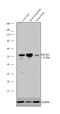 POU Class 3 Homeobox 2 antibody, 711869, Invitrogen Antibodies, Western Blot image 