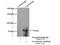 Lactotransferrin antibody, 10933-1-AP, Proteintech Group, Immunoprecipitation image 