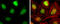 GTF2I Repeat Domain Containing 1 antibody, GTX131433, GeneTex, Immunocytochemistry image 