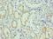 Solute Carrier Family 39 Member 6 antibody, LS-C377521, Lifespan Biosciences, Immunohistochemistry frozen image 