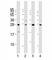 Lin-28 Homolog B antibody, F44237-0.4ML, NSJ Bioreagents, Western Blot image 