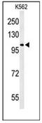 Oxidation Resistance 1 antibody, AP53142PU-N, Origene, Western Blot image 