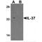 Interleukin 37 antibody, MBS153344, MyBioSource, Western Blot image 