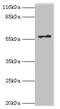 RAD18 E3 Ubiquitin Protein Ligase antibody, CSB-PA889102LA01HU, Cusabio, Western Blot image 