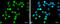 High Mobility Group AT-Hook 1 antibody, GTX132110, GeneTex, Immunofluorescence image 