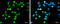 Hmgi antibody, GTX132110, GeneTex, Immunofluorescence image 