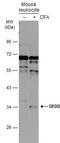 Death Effector Domain Containing antibody, NBP1-31686, Novus Biologicals, Western Blot image 