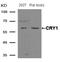 Cryptochrome Circadian Regulator 1 antibody, A00843, Boster Biological Technology, Western Blot image 