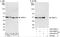 Thyroid Hormone Receptor Interactor 13 antibody, A303-606A, Bethyl Labs, Western Blot image 