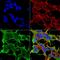 Glutamate Ionotropic Receptor AMPA Type Subunit 1 antibody, MA5-27694, Invitrogen Antibodies, Immunofluorescence image 