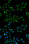 Peroxiredoxin 1 antibody, LS-C748571, Lifespan Biosciences, Immunofluorescence image 