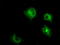 Protein-lysine 6-oxidase antibody, LS-C114937, Lifespan Biosciences, Immunofluorescence image 