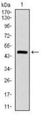 Argininosuccinate Synthase 1 antibody, NBP2-37520, Novus Biologicals, Western Blot image 