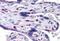 Sorting Nexin 16 antibody, MBS246723, MyBioSource, Immunohistochemistry paraffin image 