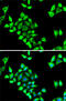 Serpin Family H Member 1 antibody, 15-009, ProSci, Immunofluorescence image 