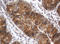 SRP Receptor Subunit Beta antibody, LS-C173925, Lifespan Biosciences, Immunohistochemistry frozen image 