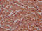 Proteasome Activator Subunit 4 antibody, LS-C681133, Lifespan Biosciences, Immunohistochemistry paraffin image 