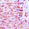 Kruppel Like Factor 10 antibody, LS-C356145, Lifespan Biosciences, Immunohistochemistry frozen image 