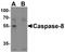 Caspase 8 antibody, NBP1-76610, Novus Biologicals, Western Blot image 