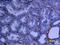 Biglycan antibody, AF2667, R&D Systems, Western Blot image 
