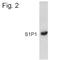 Sphingosine-1-Phosphate Receptor 1 antibody, NB120-11424, Novus Biologicals, Western Blot image 