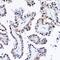 Programmed Cell Death 4 antibody, GTX35232, GeneTex, Immunohistochemistry paraffin image 
