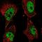 DNA Polymerase Kappa antibody, HPA068117, Atlas Antibodies, Immunofluorescence image 