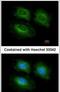 Phosphodiesterase 10A antibody, PA5-31293, Invitrogen Antibodies, Immunofluorescence image 