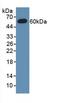 MX Dynamin Like GTPase 1 antibody, LS-C295530, Lifespan Biosciences, Western Blot image 