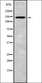 BCL2 Interacting Protein Like antibody, orb338063, Biorbyt, Western Blot image 