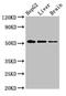 Early Growth Response 2 antibody, LS-C677776, Lifespan Biosciences, Western Blot image 