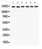 Protein Tyrosine Kinase 2 antibody, PB9674, Boster Biological Technology, Western Blot image 