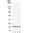 Galectin 1 antibody, R31924, NSJ Bioreagents, Western Blot image 