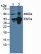 CD46 Molecule antibody, LS-C298443, Lifespan Biosciences, Western Blot image 