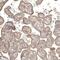 Neuropilin 2 antibody, NBP1-86866, Novus Biologicals, Immunohistochemistry paraffin image 