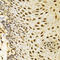 RNA Polymerase II Subunit C antibody, LS-C331689, Lifespan Biosciences, Immunohistochemistry frozen image 