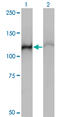 Heat Shock Protein Family A (Hsp70) Member 4 antibody, LS-C197465, Lifespan Biosciences, Western Blot image 