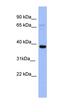 Immediate Early Response 5 antibody, orb330905, Biorbyt, Western Blot image 