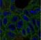 Vitamin K Epoxide Reductase Complex Subunit 1 antibody, NBP1-92573, Novus Biologicals, Immunofluorescence image 