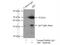 Activity Regulated Cytoskeleton Associated Protein antibody, 16290-1-AP, Proteintech Group, Immunoprecipitation image 