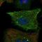 Rho-related GTP-binding protein Rho6 antibody, HPA077800, Atlas Antibodies, Immunofluorescence image 