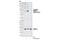 Mitogen-Activated Protein Kinase Kinase 2 antibody, 9122S, Cell Signaling Technology, Western Blot image 