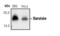 Baculoviral IAP Repeat Containing 5 antibody, MA5-15207, Invitrogen Antibodies, Western Blot image 