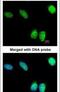 Nuclear Receptor Binding SET Domain Protein 3 antibody, PA5-28972, Invitrogen Antibodies, Immunofluorescence image 