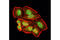 Tousled Like Kinase 1 antibody, 4125S, Cell Signaling Technology, Immunocytochemistry image 