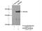 SNF2 Histone Linker PHD RING Helicase antibody, 21955-1-AP, Proteintech Group, Immunoprecipitation image 